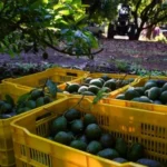 Comerciantes exigen frenar la extorsión al aguacate ante alta demanda por el Super Bowl – Martillo Rojo Noticias