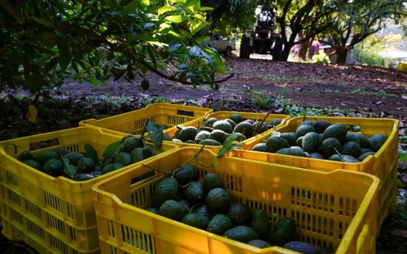 Comerciantes exigen frenar la extorsión al aguacate ante alta demanda por el Super Bowl – Martillo Rojo Noticias