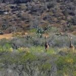 documentan jirafas en el desierto de Coahuila – Martillo Rojo Noticias