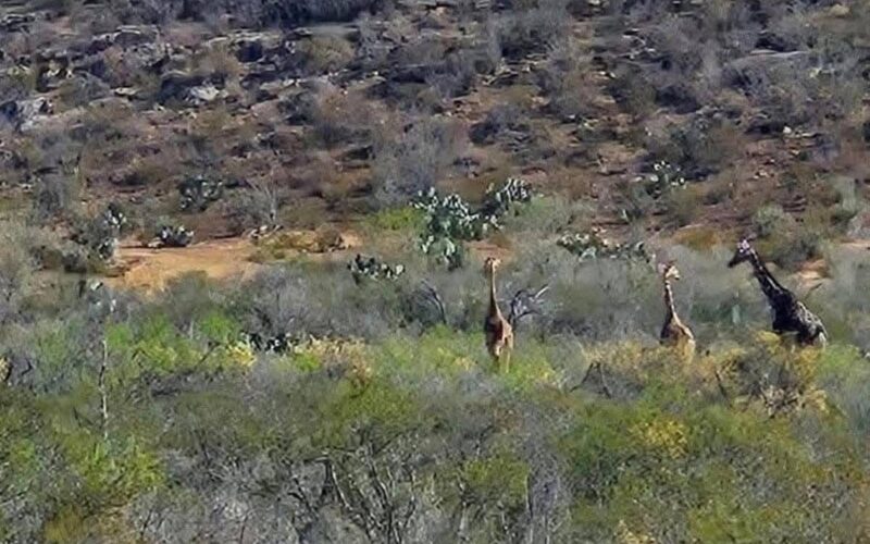 documentan jirafas en el desierto de Coahuila – Martillo Rojo Noticias