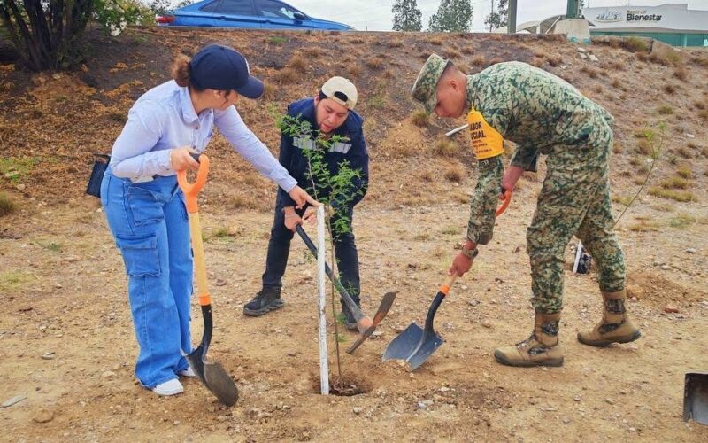 Refuerzan reforestación en Parral con plantación de 180 árboles en el Periférico Colosio – Martillo Rojo Noticias