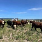 Ofrecen apoyo para inseminación artificial y mejoramiento genético bovino en Chihuahua – Martillo Rojo Noticias