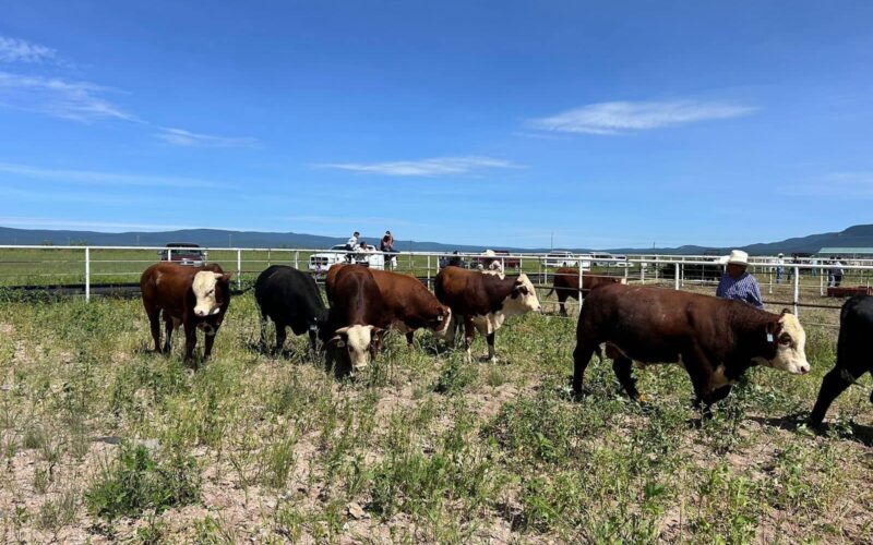 Ofrecen apoyo para inseminación artificial y mejoramiento genético bovino en Chihuahua – Martillo Rojo Noticias