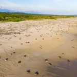Investigan saqueo de huevos de tortuga en Oaxaca; delito podría alcanzar hasta 9 años de prisión – Martillo Rojo Noticias