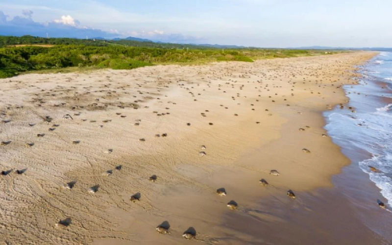 Investigan saqueo de huevos de tortuga en Oaxaca; delito podría alcanzar hasta 9 años de prisión – Martillo Rojo Noticias