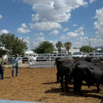 abre Gobierno convocatoria para adquirir sementales con subsidio en Chihuahua – Martillo Rojo Noticias